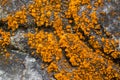 Yellow orange algae green alga growing on rocks at FraserÃ¢â¬â¢s